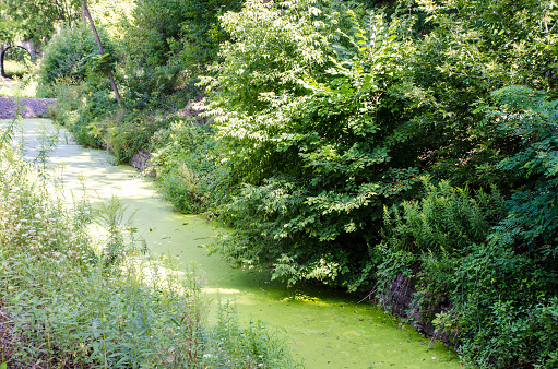 Algues bleu-vert dans un ruisseau